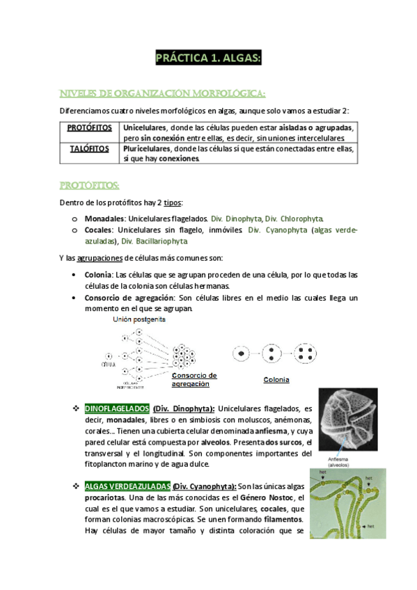 Miniatura del documento MI-PRACTICA-1-botanica.pdf
