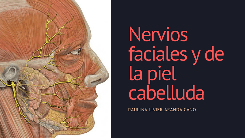 Miniatura del documento Nervios-faciales-y-del-cuero-cabelludo.pdf