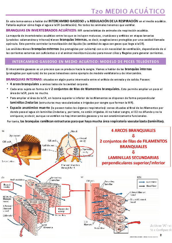 Miniatura del documento TEMA-20.pdf
