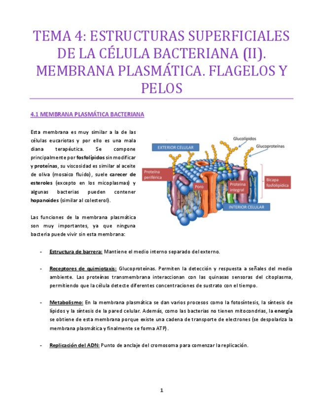 Miniatura del documento TEMA-4-bueno.pdf