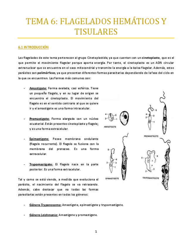 Miniatura del documento TEMA-6-bueno.pdf