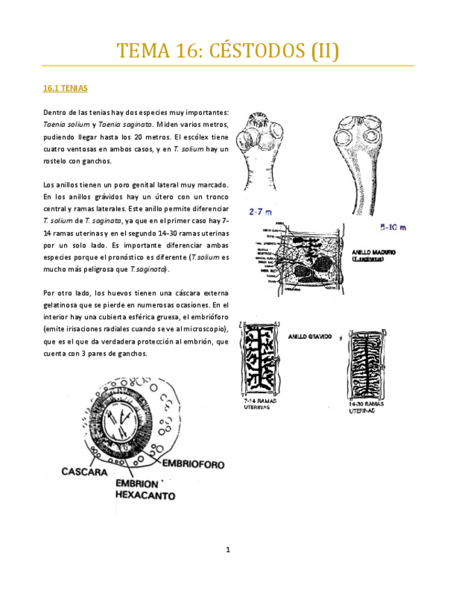 Miniatura del documento TEMA-16-bueno.pdf