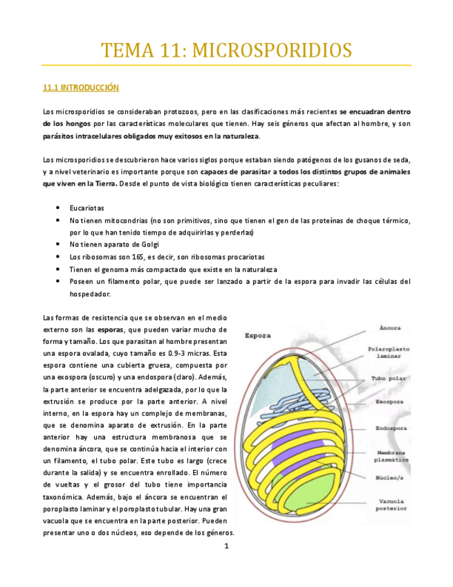 Miniatura del documento TEMA-11-bueno.pdf