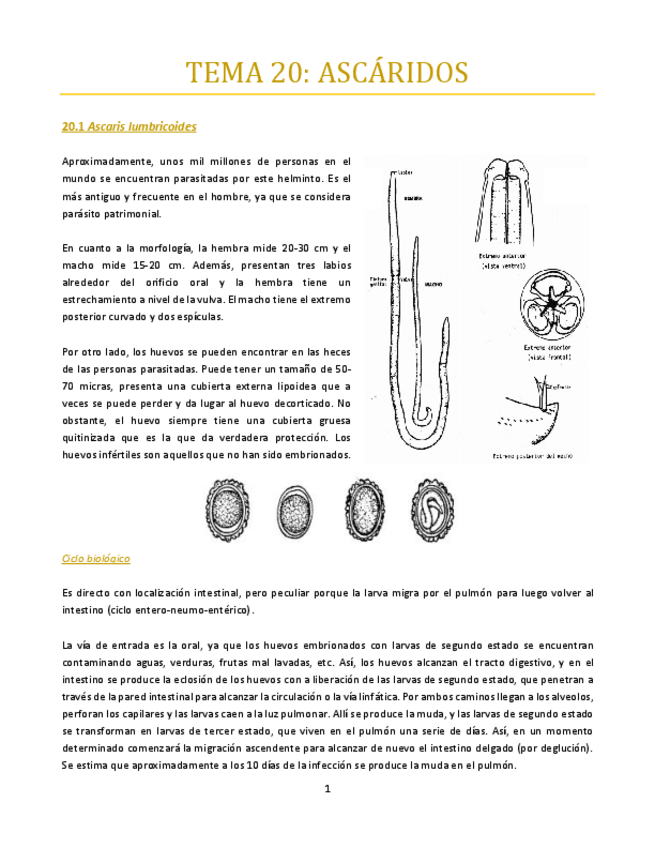 Miniatura del documento TEMA-20-bueno.pdf