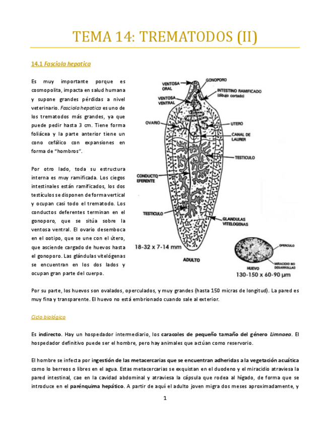Miniatura del documento TEMA-14-bueno.pdf