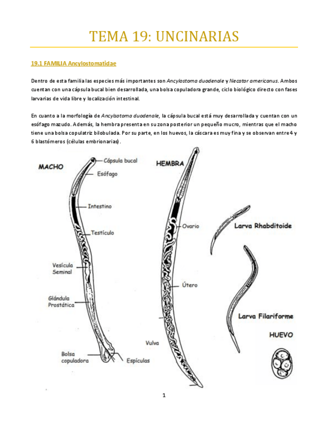 Miniatura del documento TEMA-19-bueno.pdf