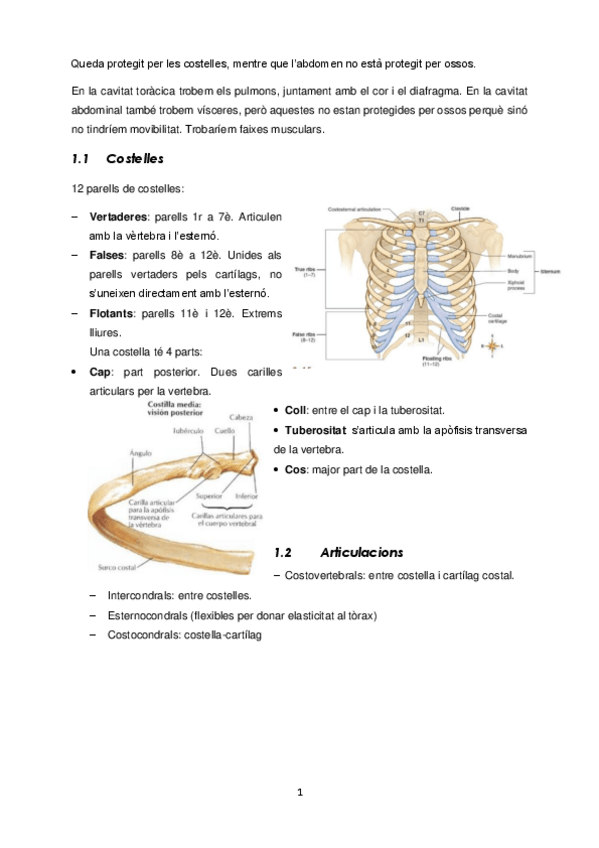 Miniatura del documento Sistema-Locomotor.pdf