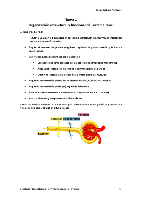 Miniatura del documento Tema-1-Organizacion-estructural-y-funcional-del-sistema-renal.pdf