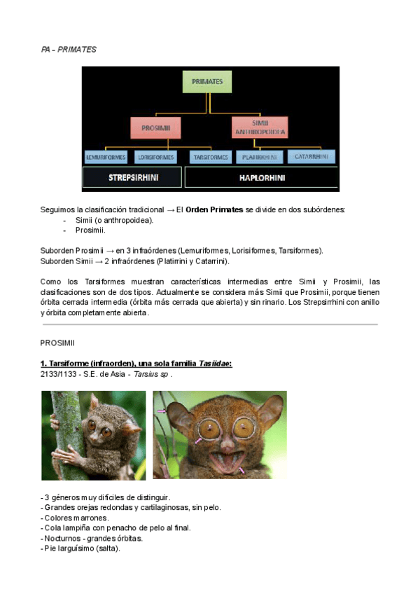Miniatura del documento Visu-Primates-1.pdf