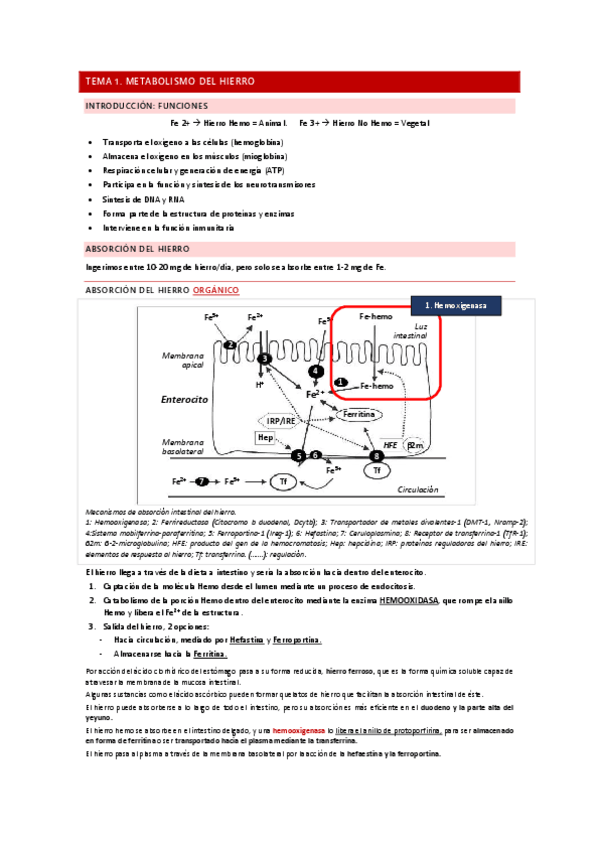 Miniatura del documento Integració de la Nutrició II.pdf