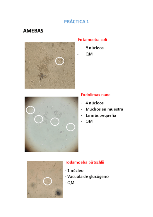 Miniatura del documento RESUMEN PRÁCTICAS PARA.pdf