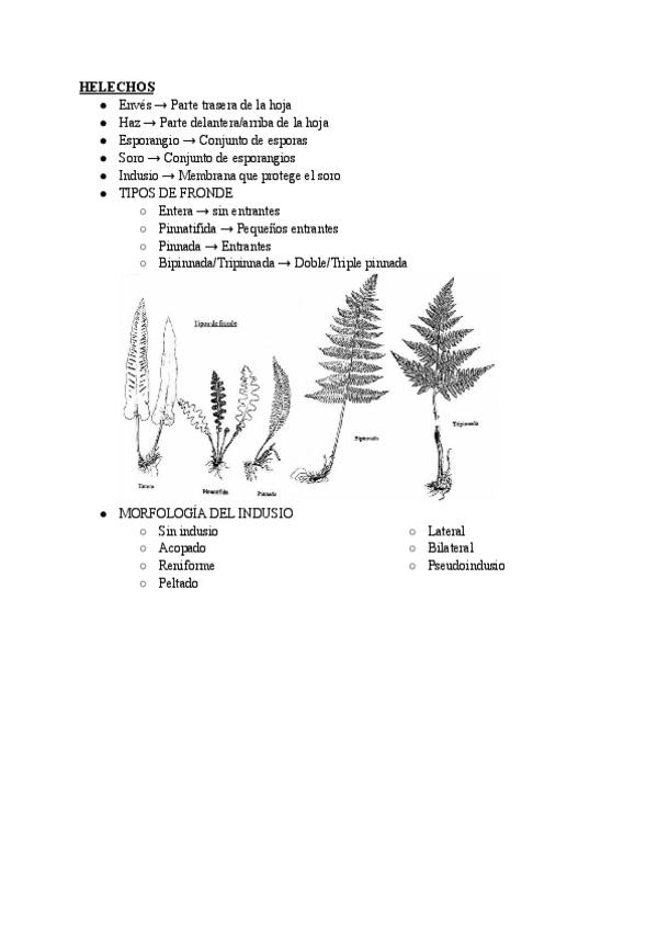 Miniatura del documento GLOSARIO-BOTANICA-PRACTICAS.pdf