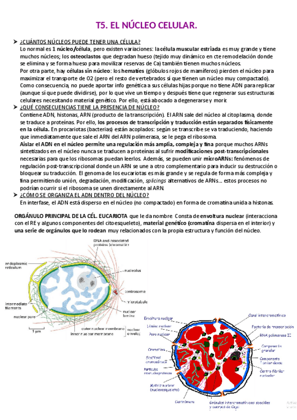 Miniatura del documento Tema-5.pdf