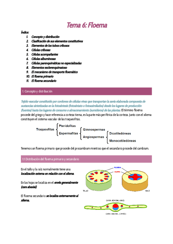 Miniatura del documento Tema-6-Floema.pdf