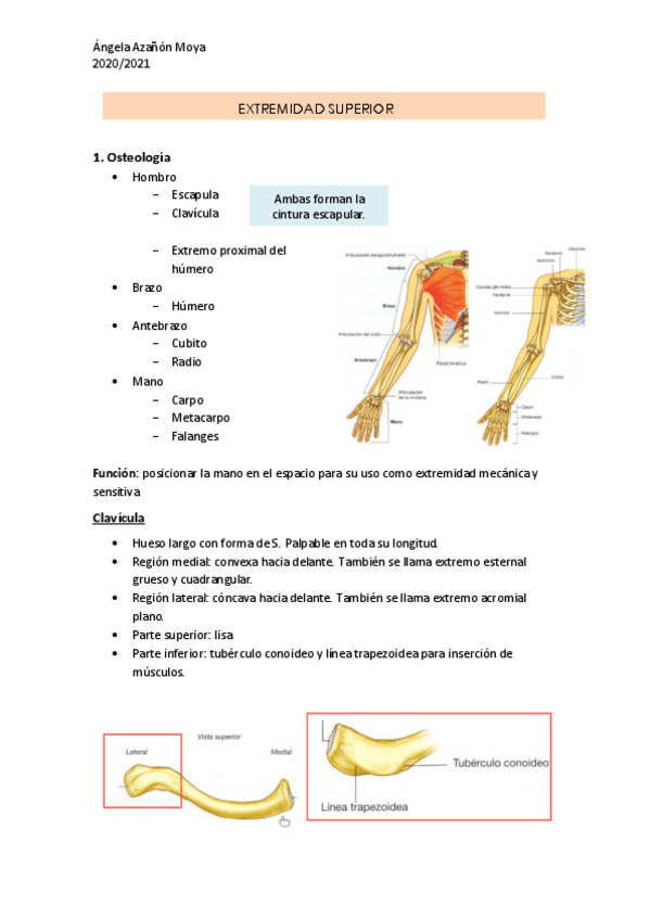 Miniatura del documento Miembro-superior.pdf