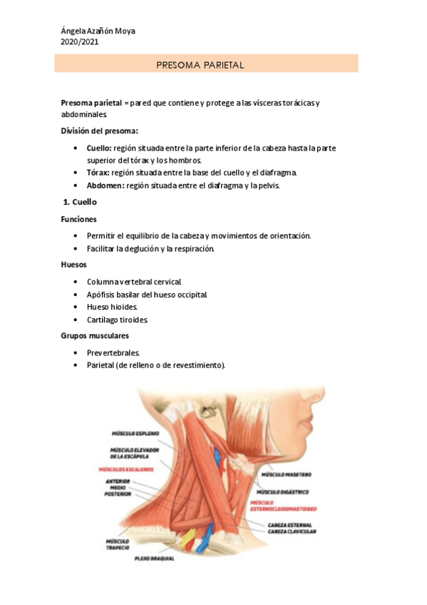 Miniatura del documento Presoma-parietal-y-perine.pdf