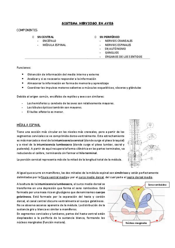 Miniatura del documento Aves-SN.pdf
