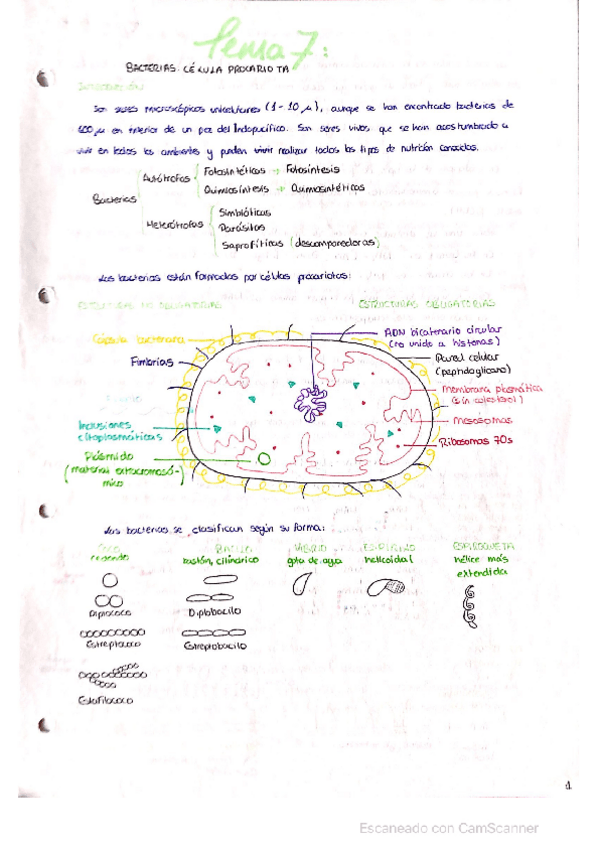 Miniatura del documento Celula-Procariota-Bacterias.pdf