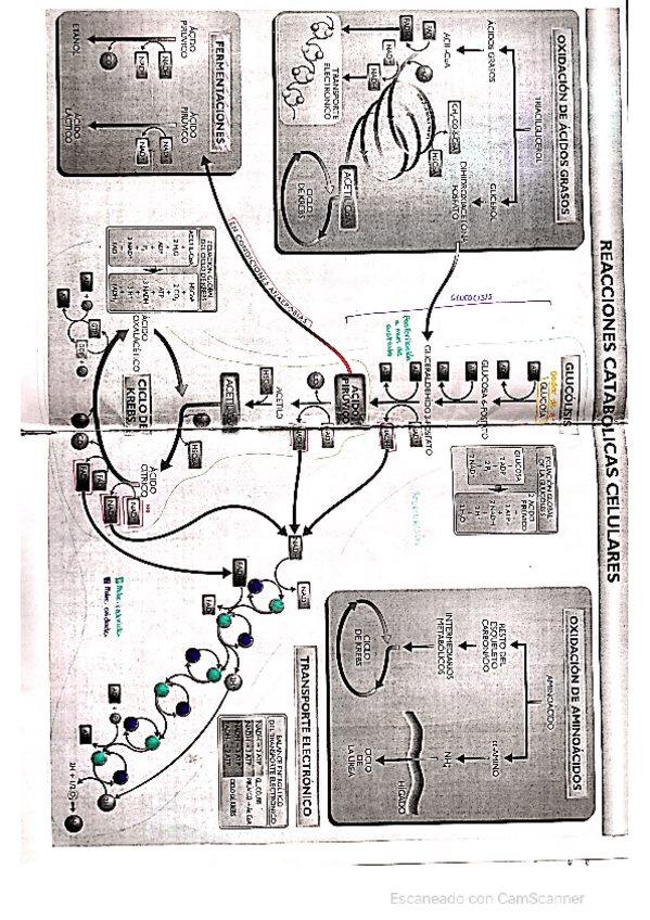 Miniatura del documento Metabolismo.pdf