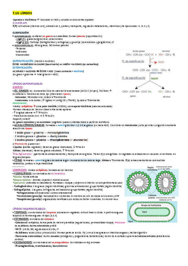 Miniatura del documento Metabolismo de lípidos y proteínas.pdf