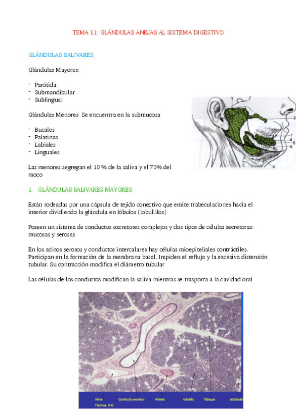 Miniatura del documento TEMA-11-GLANDULAS-ANEJAS-AL-SISTEMA-DIGESTIVO.pdf