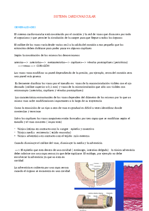 Miniatura del documento SISTEMA-CARDIOVASCULAR.pdf
