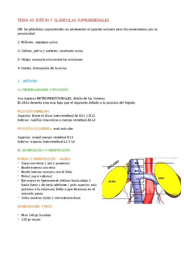 Miniatura del documento TEMA-68-RINON-Y-GLANDULAS-SUPRARRENALES.pdf