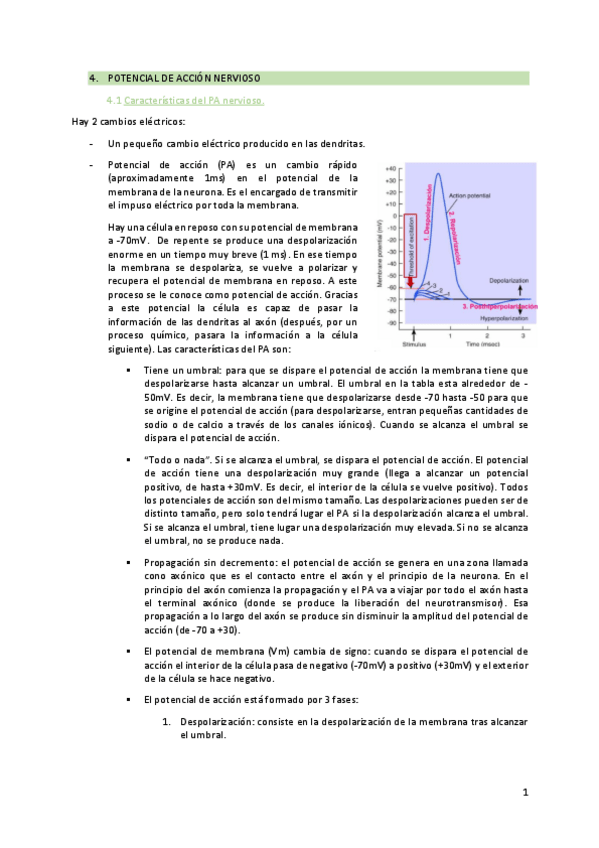 Miniatura del documento 4.El potencial de acción nervioso