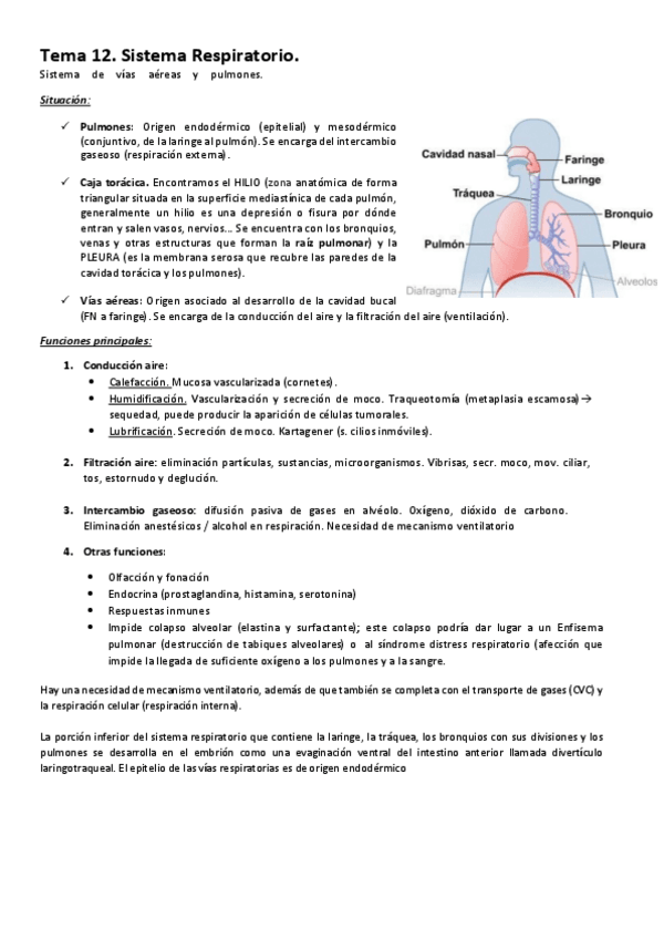 Miniatura del documento Tema-12-Respoiratorio.pdf