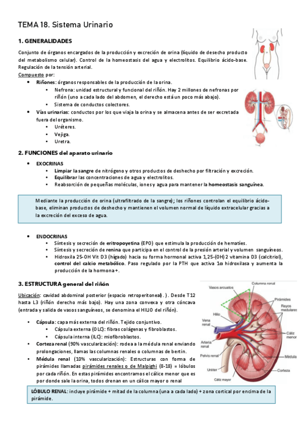 Miniatura del documento Tema-14-sistema-urinario.pdf