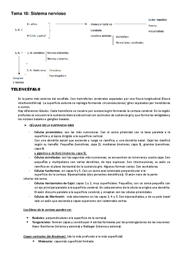 Miniatura del documento Tema-18-Sistema-nervioso.pdf