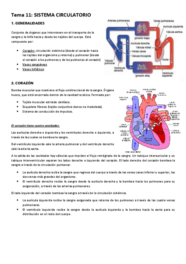 Miniatura del documento Tema-11-SISTEMA-CIRCULATORIO.pdf
