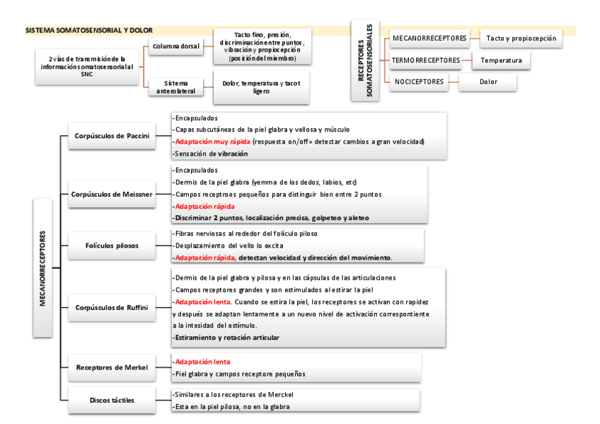 Miniatura del documento SISTEMA-SOMATOSENSORIAL-Y-DOLOR-Def.pdf
