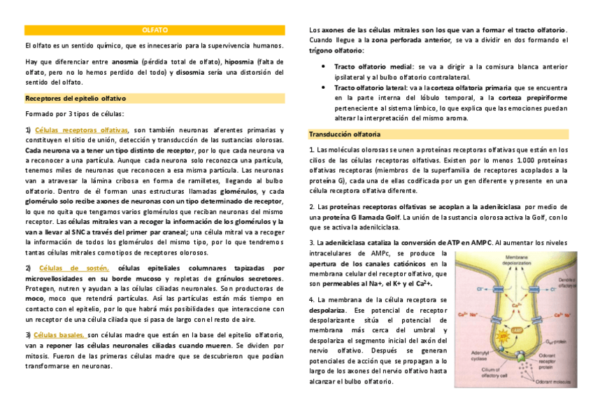 Miniatura del documento Neurofisiologia-del-olfato.pdf