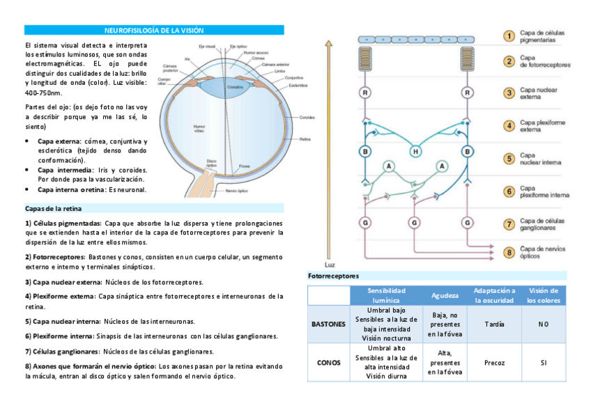 Miniatura del documento NEUROFISILOGIA-DE-LA-VISION-Resumen.pdf
