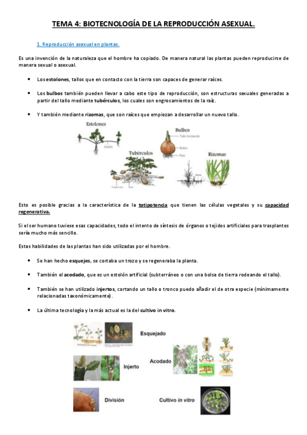 Miniatura del documento Tema 4.pdf