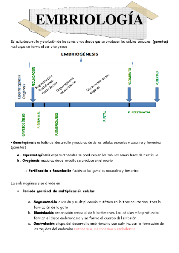 Miniatura del documento EMBRIOLOGIA.pdf