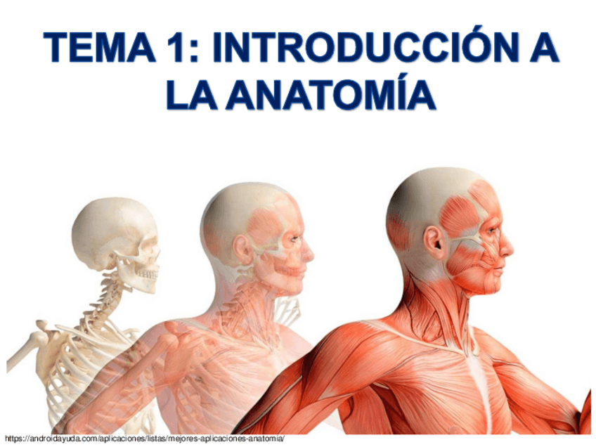 Miniatura del documento AnatomiaHumana1INTRODUCCIONconjunto.pdf