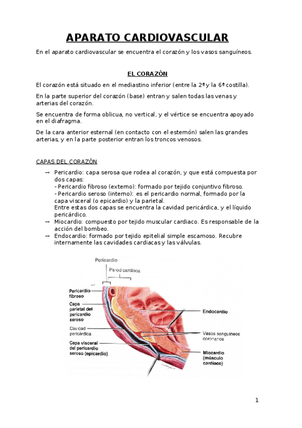 Miniatura del documento Sistema-cardiovascular.docx