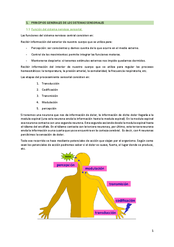 Miniatura del documento 2. Sistema sensorial