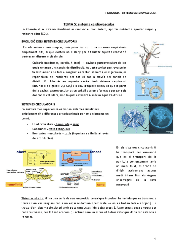 Miniatura del documento TEMA-5-sistema-cardiovascuar.pdf