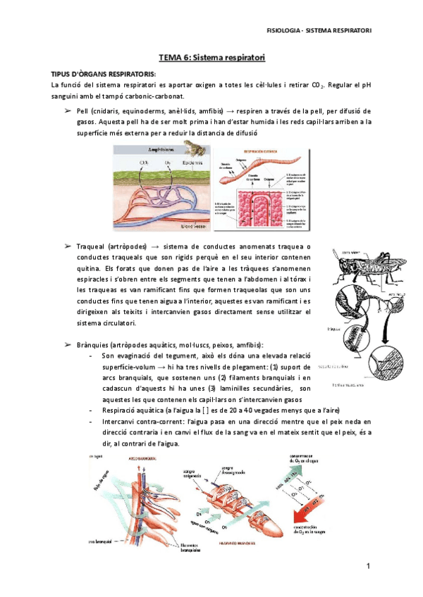 Miniatura del documento TEMA-6-Sistema-respiratori.pdf