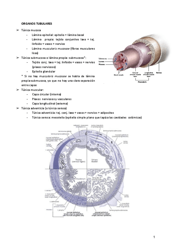 Miniatura del documento APARATO-RESPIRATORIO-Y-URINARIO.pdf