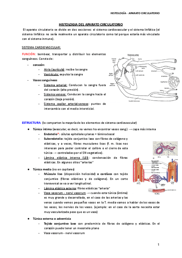 Miniatura del documento APARATO-CIRCULATORIO.pdf