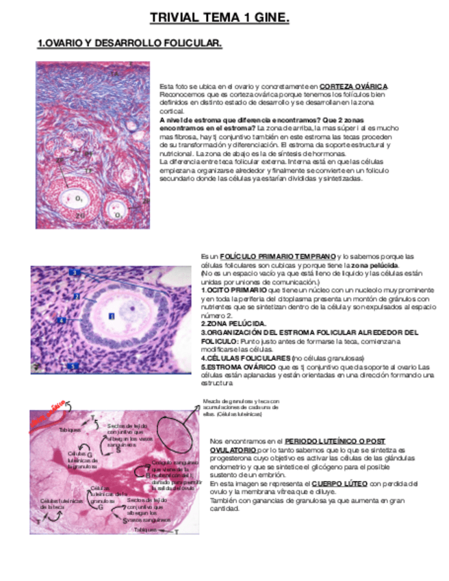Miniatura del documento TRIVIAL-TEMA-1-GINE-DESARROLLO-FOLICULAR-.pdf
