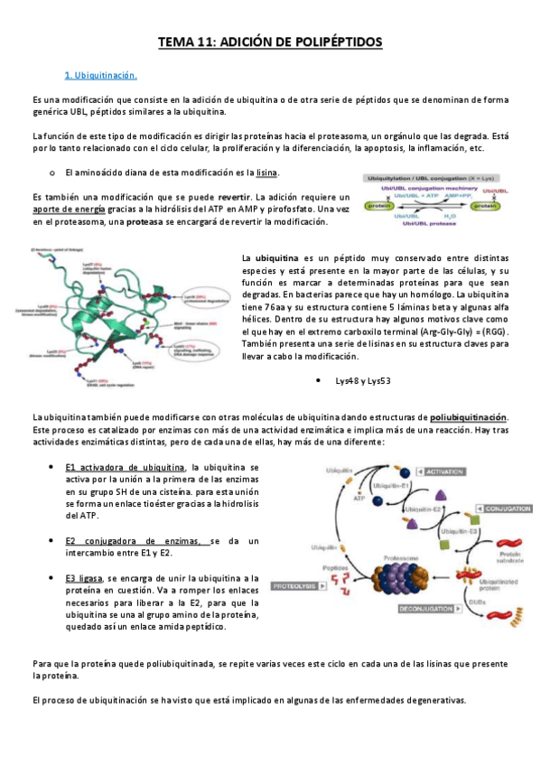 Miniatura del documento Tema 11.pdf
