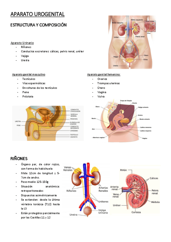 Miniatura del documento APARATO-UROGENITAL.pdf