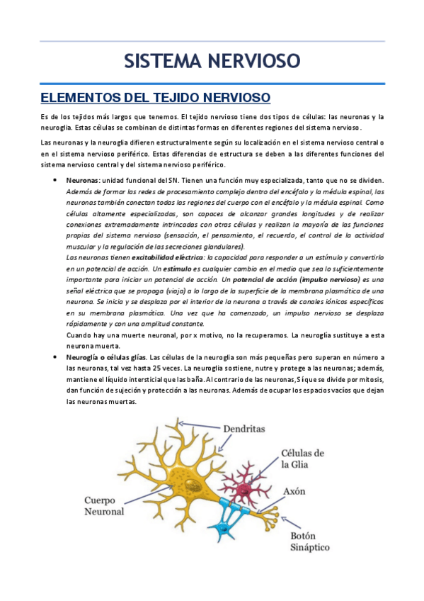Miniatura del documento SISTEMA-NERVIOSO.pdf