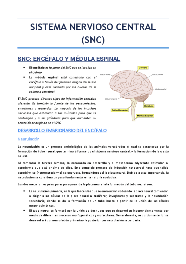 Miniatura del documento SISTEMA-NERVIOSO-CENTRAL.pdf