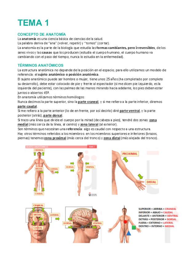 Miniatura del documento Tema-1-Anatomia.pdf